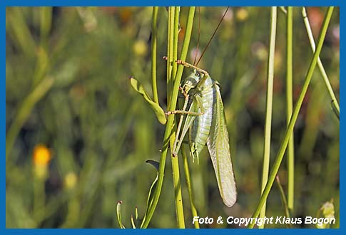 Grnes Heupferd, Tettigonia viridissima Mnnchen bei der Fupflege.