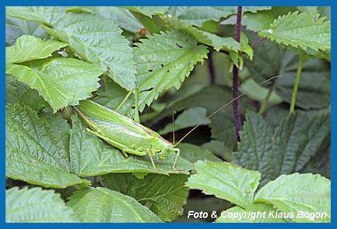 Grnes Heupferd, Tettigonia viridissima