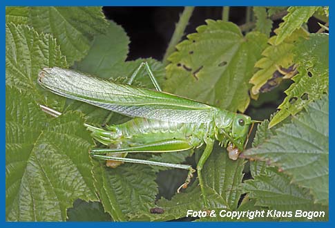 Grnes Heupferd, Tettigonia viridissima, Weibchen mit frit Spermatophore. 