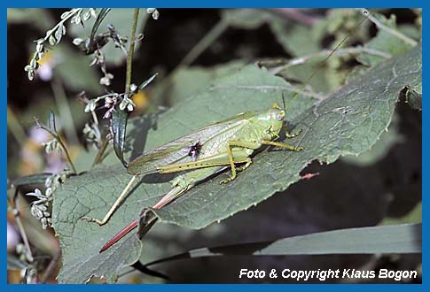 stliches Heupferd, Tettigonia caudata Weibchen