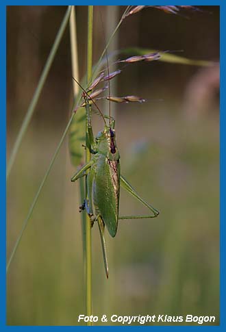 Zwitscherschrecke Tettigonia cantans, Weibchen 