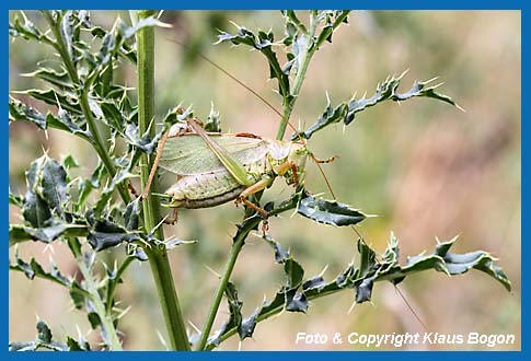 Zwitscherschrecke Tettigonia cantans, Mnnchen