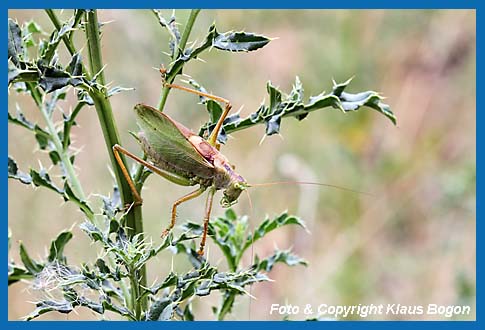 Zwitscherschrecke Tettigonia cantans, Mnnchen