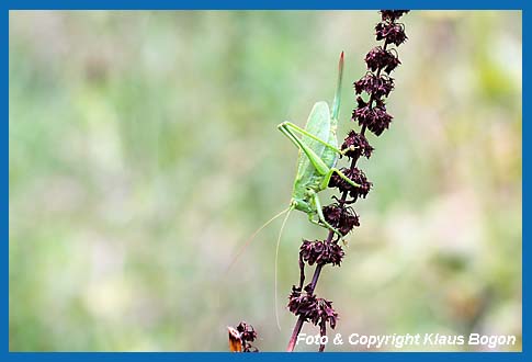 Zwitscherschrecke Tettigonia cantans, Weibchen 