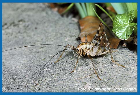 Gewchshausschrecke Tachycines asynamorus Weibchen