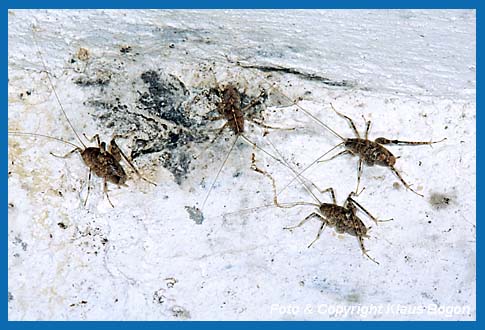 Gruppe Hhlenschrecke Troglophilus neglectus Mnnchen