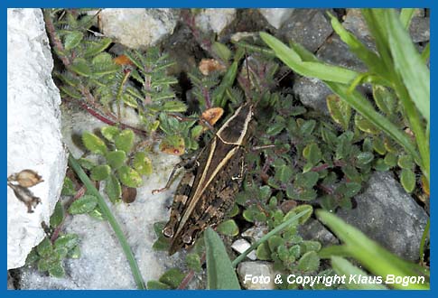 Italienische Schnschrecke, Calliptamus italicus  Mnnchen