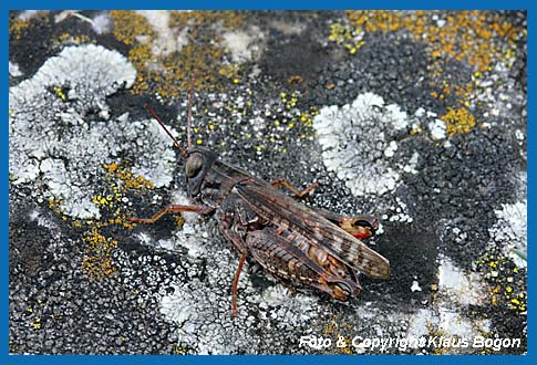 Italienische Schnschrecke, Calliptamus italicus  Mnnchen