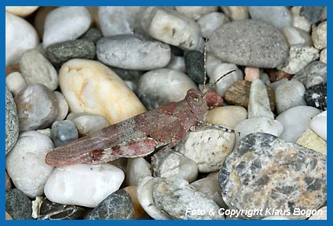 Blauflgelige Sandschrecke Sphingonotus caerulans, rote Farbvariante.