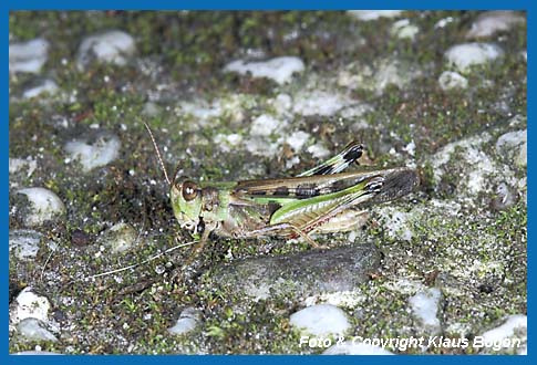 Grne Strandschrecke, Aiolopus thalassinus Weibchen.