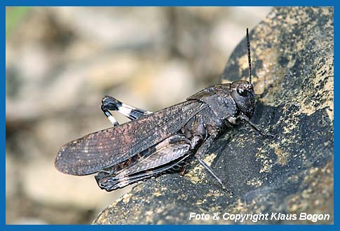 Rotflgelige Schnarrheuschrecke Psophus stridulus Mnnchen