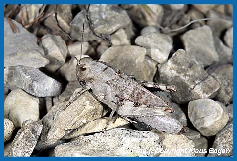 Rotflgelige Schnarrheuschrecke Psophus stridulus Weibchen