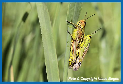 Sumpfschrecke Mecostethus grossus, Kopulation.