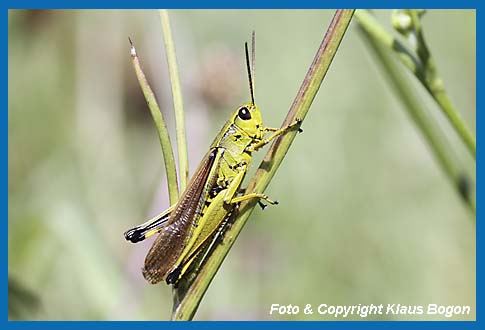 Sumpfschrecke Mecostethus grossus, Mnnchen