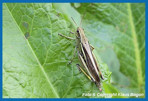 Sumpfschrecke Mecostethus grossus, Weibchen