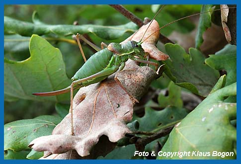 Steppen-Sattelschrecke, Ephippiger ephippiger Weibchen