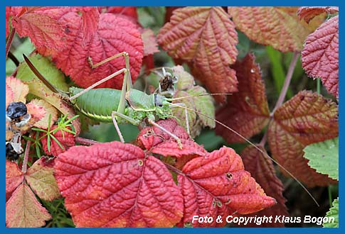 Steppen-Sattelschrecke, Ephippiger ephippiger Weibchen