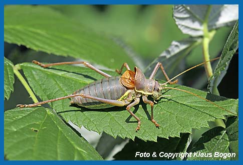 Steppen-Sattelschrecke, Ephippiger ephippiger Mnnchen singend.