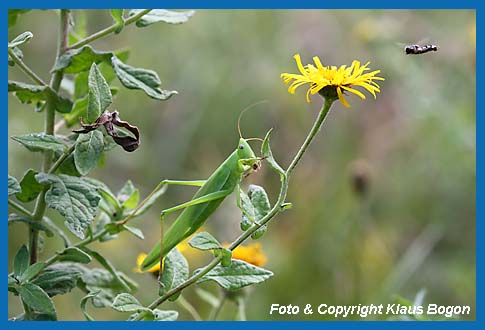 Groe Schiefkopfschrecke Ruspolia nitidula