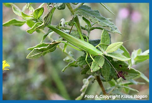 Groe Schiefkopfschrecke Ruspolia nitidula