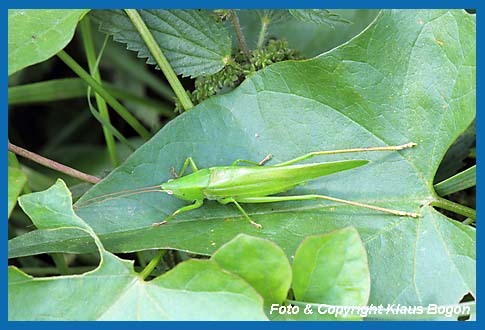 Groe Schiefkopfschrecke Ruspolia nitidula