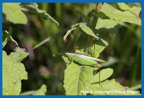 Langflgelige Schwertschrecke Conocephalus discolor