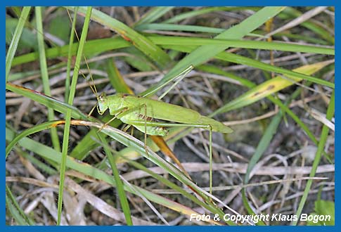 Gemeine Sichelschrecke (Phaneroptera falcata ) Mnnchen 