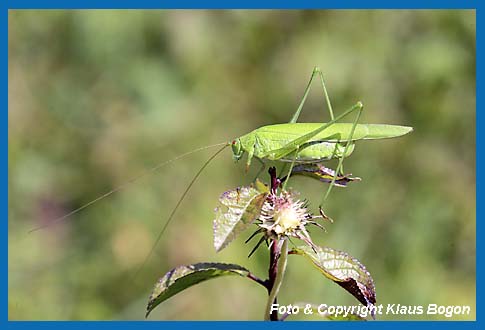 Gemeine Sichelschrecke Phaneroptera falcata Weibchen