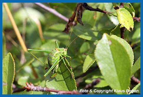 Gestreifte Zartschrecke Leptophyes albovittata Weibchen bei der Fupflede.