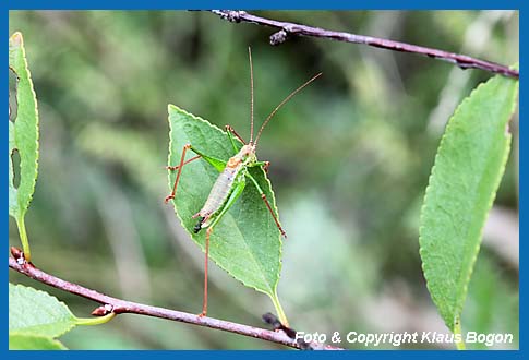 Gestreifte Zartschrecke Leptophyes albovittata  Mnnchen