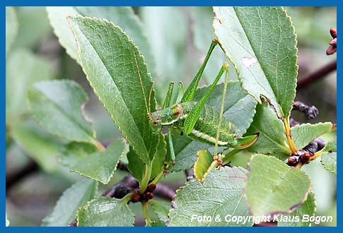 Gestreifte Zartschrecke Leptophyes albovittata Weibchen