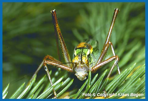 Nadelholz-Sbelschrecke Barbitistes constrictus, Mnnchen