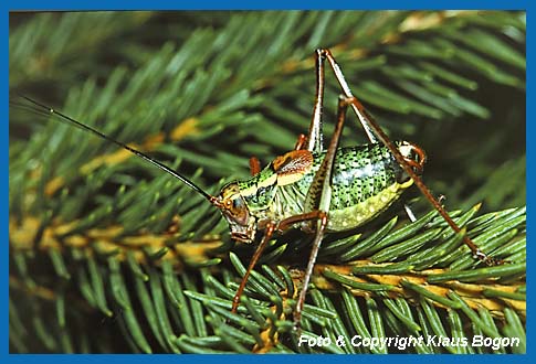 Nadelholz-Sbelschrecke Barbitistes constrictus, Mnnchen