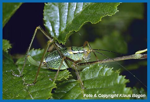 Nadelholz-Sbelschrecke Barbitistes constrictus, Weibchen