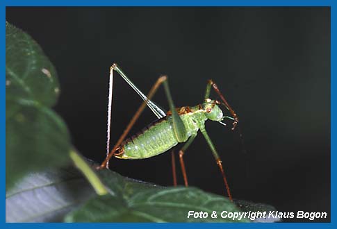 Punktierte Zartschrecke  Leptophyes punctatissima bei der Krperpflege.