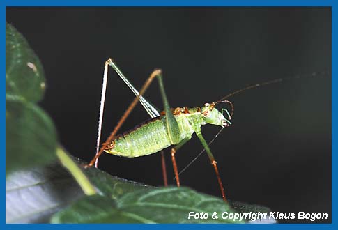 Punktierte Zartschrecke,Leptophyes punctatissima putzt den Fhler.