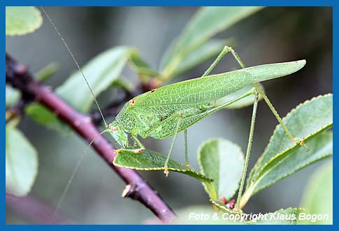 Vierpunktige Sichelschrecke Phaneroptera nana Mnnchen befrit Schlehenblatt