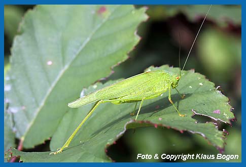 Vierpunktige Sichelschrecke Phaneroptera nana Weibchen