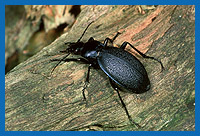 Lederlaufkfer (Carabus coriaceus)