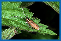 Diestelbock (Agapanthia villosoviridescens)