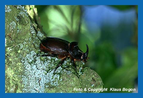 Nashornkfer (Oryctes nasicornis) Mnnchen