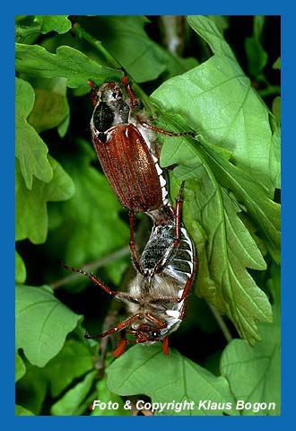 Maikfer (Melolontha melolontha) bei der Kopulation