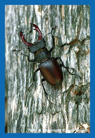 Hirschkfer Mnnchen (Lucanus cervus)