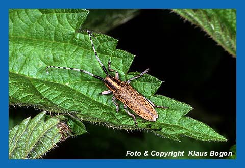 Distelbock (Agapanthia villosoviridescens)