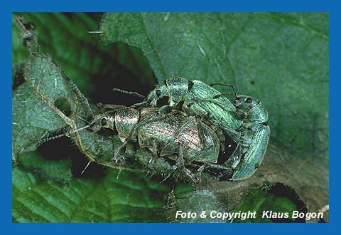 Nesselrssler  bei der Kopulation  (Phyllobius urticae)