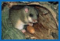 Siebenschlfer (Glis glis) sitzt im Hhleneingang mit einer Eichel.