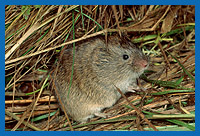 Erdmaus (Microtus agrestis)