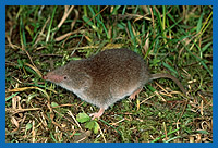 Feldspitzmaus (Crocidura suaveolens)