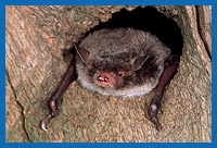 Wasserfledermaus (Myotis daubentoni)