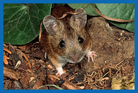 Waldmaus (Apodemus sylvaticus)